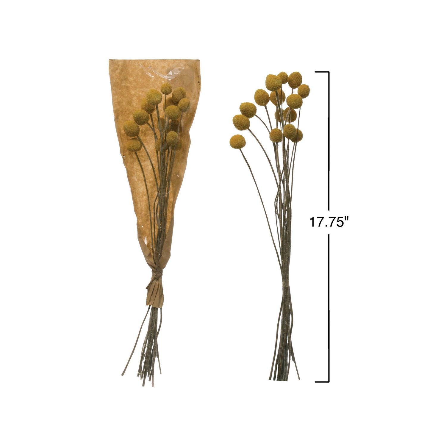 Dried Craspedia