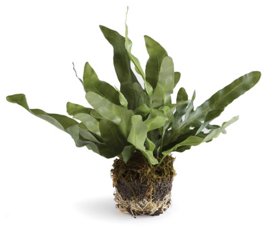 Echeveria Fern: Small