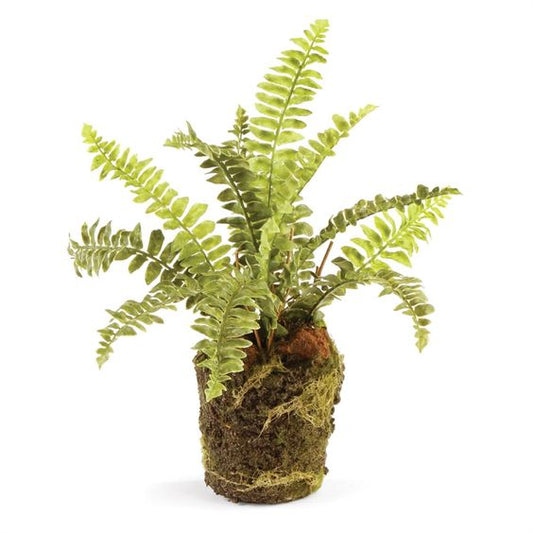 Boston Fern: Large