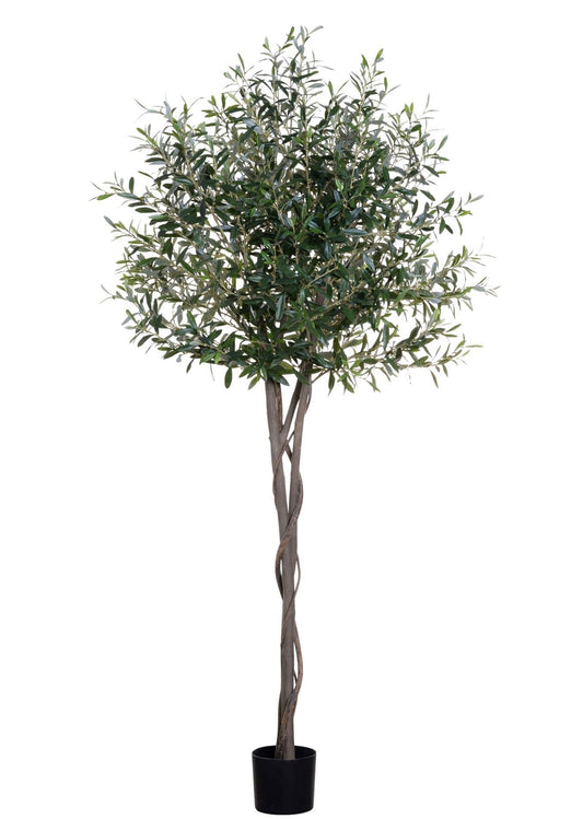 6' Olive Tree