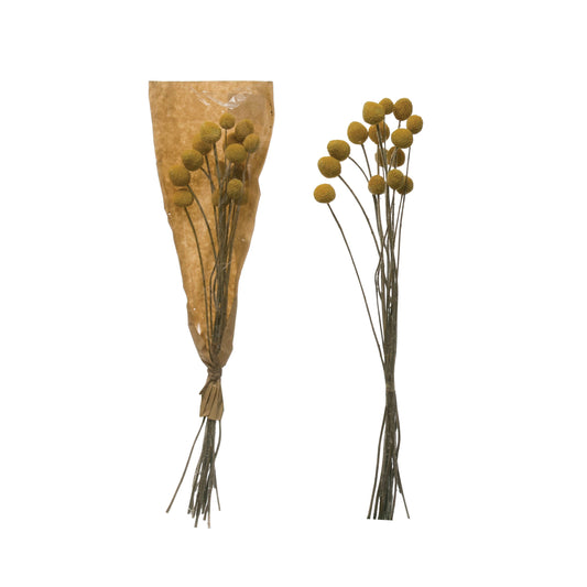 Dried Craspedia